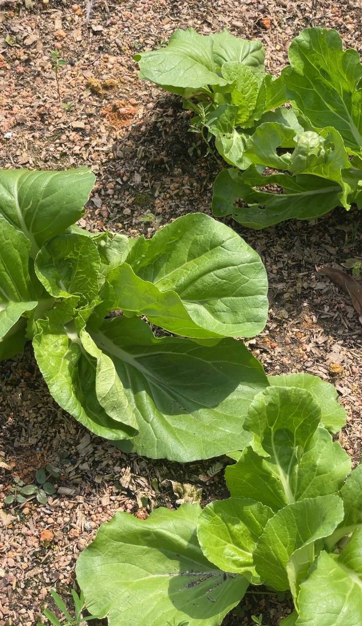 Sayuran organik berlabel kebun Elma